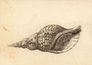Charonia tritonis da Wenceslaus Hollar